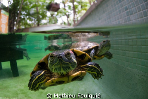 Trachemys scripta by Mathieu Foulquié 